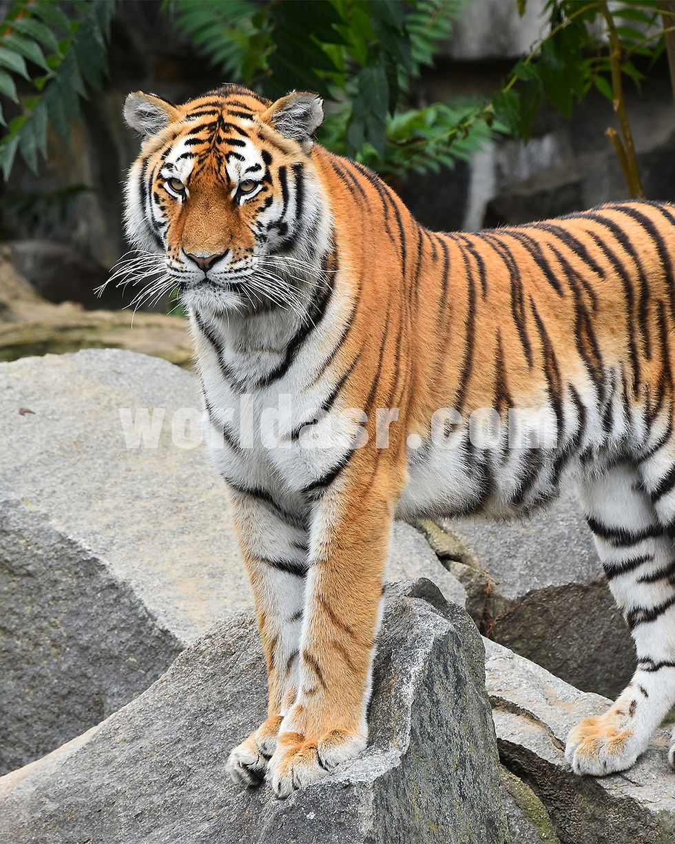 Thumbnail: International Tiger Day - Stock Pictures