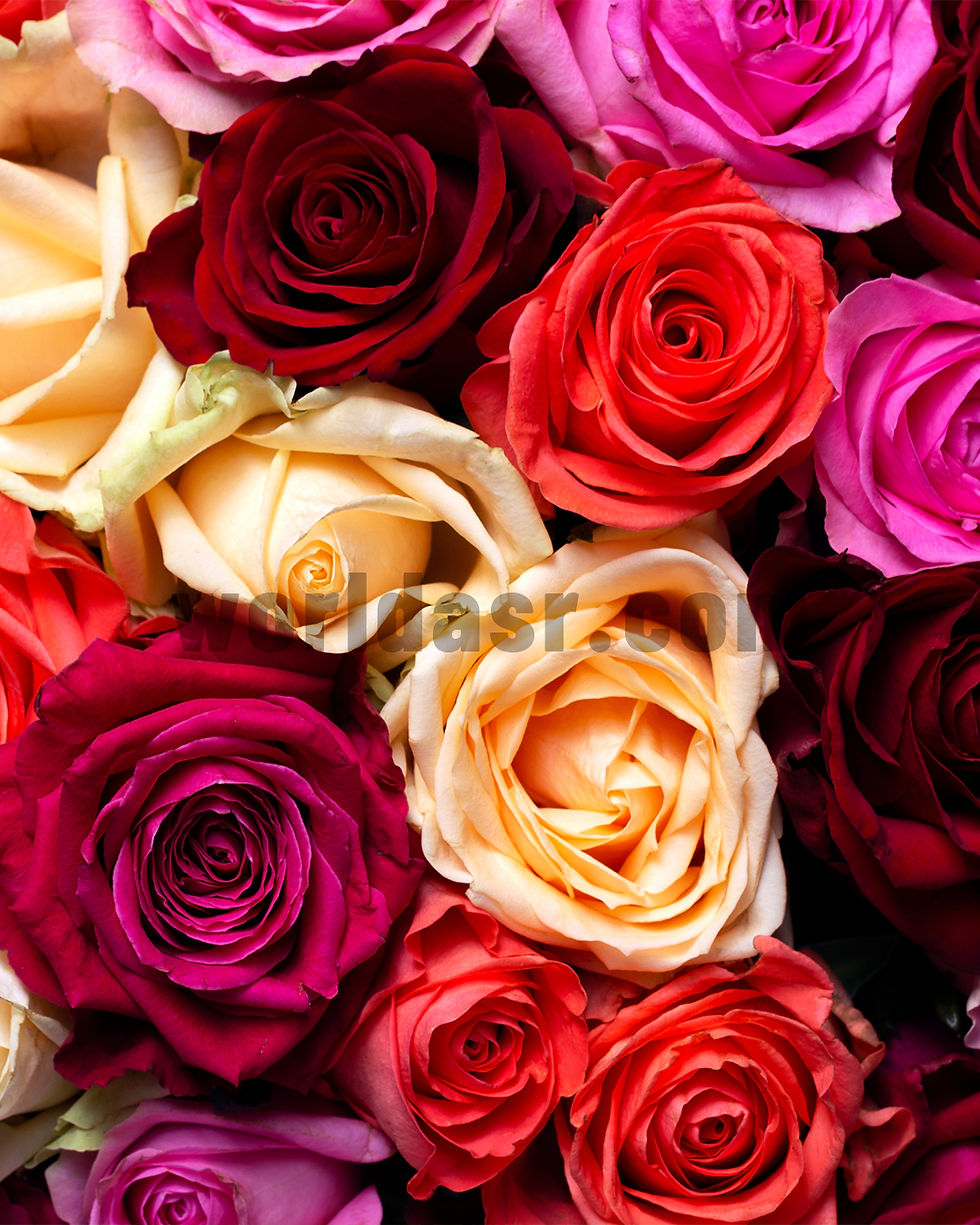 Thumbnail: Mother's Day Premium Stock Pictures