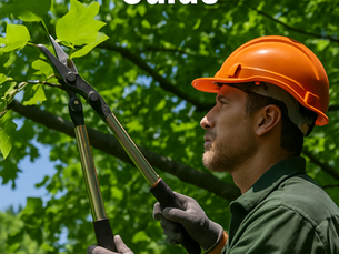 Why Late Spring Is the Best Time for Tree Trimming: Expert Arborist Advice