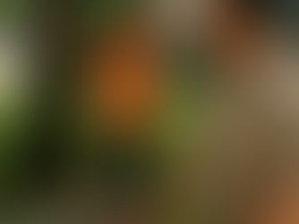 Do I Need a Permit to Remove a Tree in My Yard?