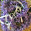 Thumbnail: Flower Crowns