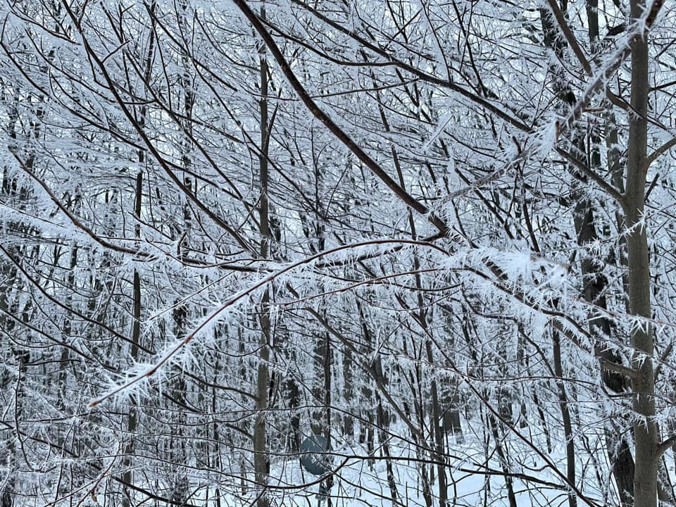 Snow, Winter, Snow on tree limbs, frost, winter forest