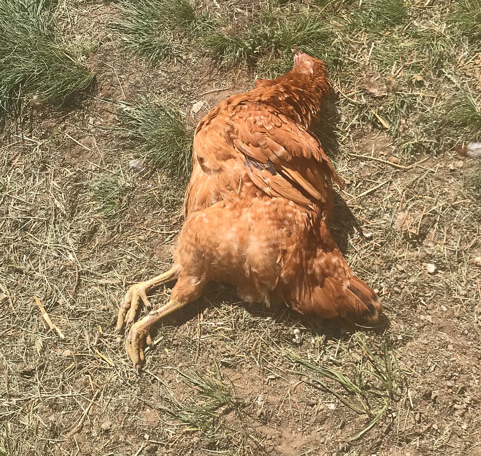 The Mystery of The Dead Chicken