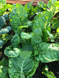 Chard and Kale