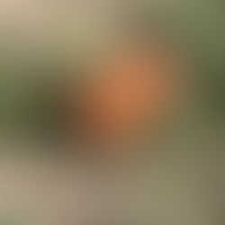 Flowers on the Farm. 