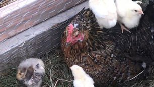 Speckle, Our Mothering Hen