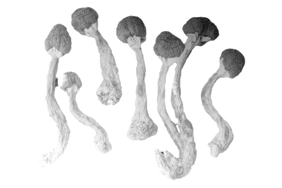 VWM-Mind-Magic-Mushrooms-1db4d3d990884db4839eebb493110717_edited_edited.png