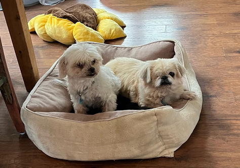 Welcoming Mindy and Ginger to Moose Lodge Senior Pet Sanctuary