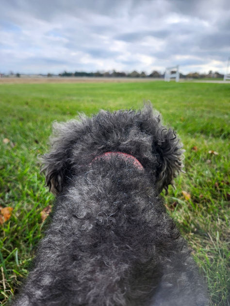 Coco’s Journey: A Journey of Love and Farewell