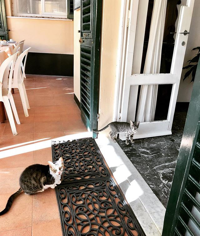 gattissimo