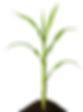 BG copia.png