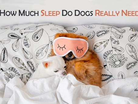 狗狗睡眠時間應該係幾多先夠?