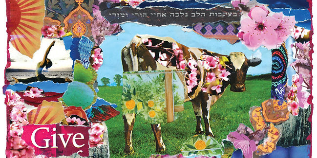 קולאז סמדר דהאן