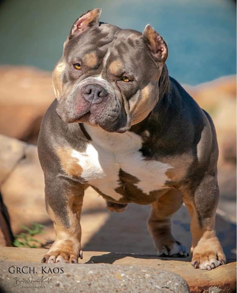Exotic Bully Everything You Need To Know About The Exotics Exotic Bully Everything You Need To Know About The Exotics