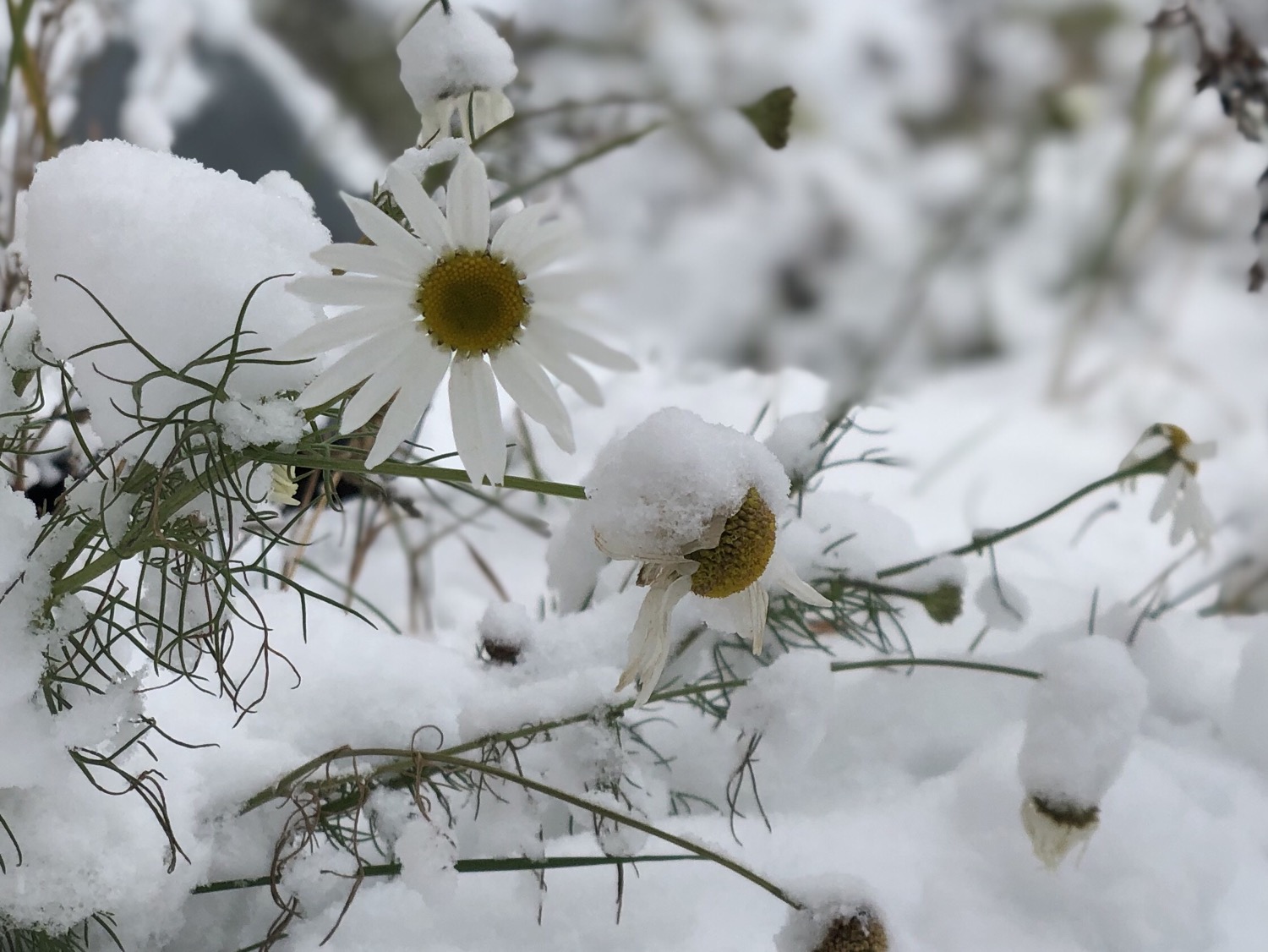 Gott Nytt Ar Och Decennium