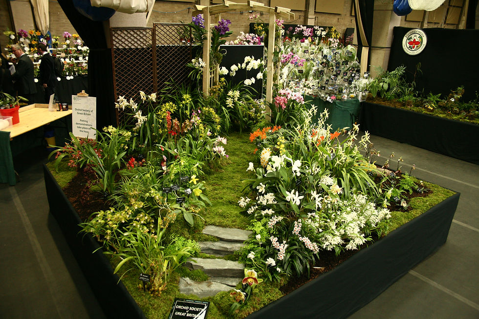 OSGB Autumn Show and Wraysbury Orchid Event