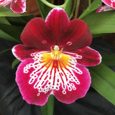 Miltoniopsis Orchid Care Guide