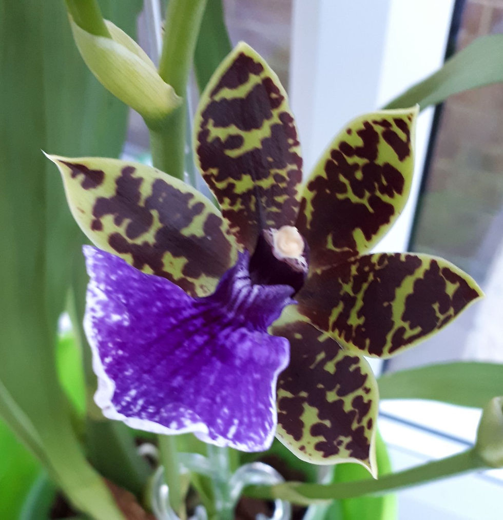 05 Zygopetalum
