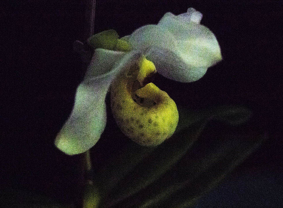 04 Slipper orchid, photo manipulation