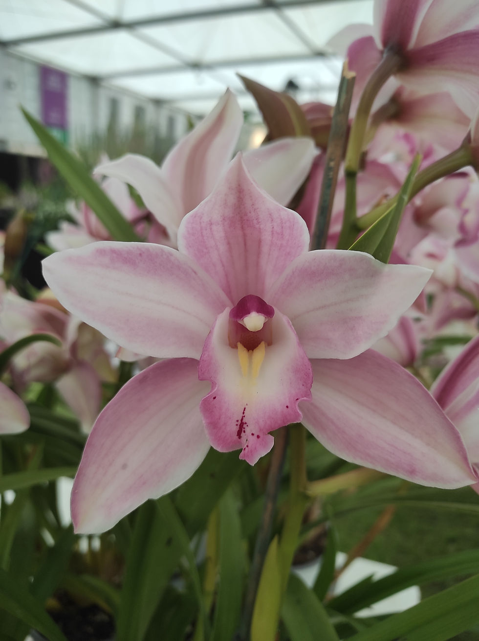 OSGB Members Only Plant Auction