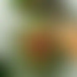 Žalios salotos su „Garden Gourmet“ falafeliais (Receptas)