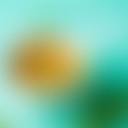 sojų pupelių ir špinatų troškinys