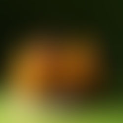 Triušienos keksiukai su batatų kepurėlėmis (Receptas)