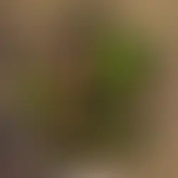 patiekalai su pupelėmis