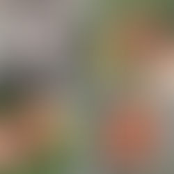 ALFO VILA receptai: neatsivalgomas kopūstų pyragas, sultingi sumuštiniai, helovyniška kava