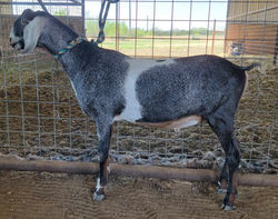 *BGCH Hoanbu DG KounterStrike