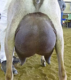 +*B GCH Woest-Hoeve MC Maddox dam- Woest-Hoeve MC Margot(courtesy of Purple Thistle)