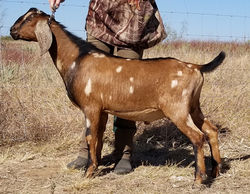 +*B GCH SilverFire Toby Keith