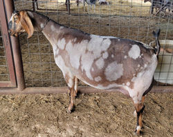 SilverFire C.Jinks dam- GCH SilverFire Up For A Rodeo 2*M