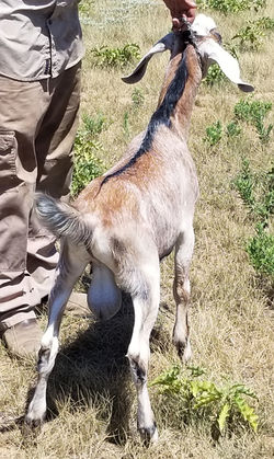 *B GCH Woest-Hoeve MC Maddox