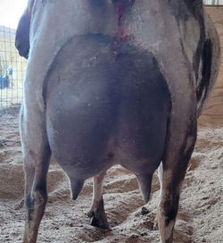 SilverFire C.Jinks dam- GCH SilverFire Up For A Rodeo 2*M