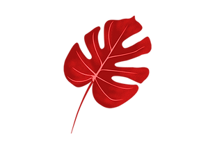Costela_de_AdÃ£o_(vermelha).png