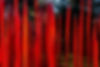 Chihuly Exhibit Adelaide Botanic Gardens