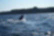 whale02