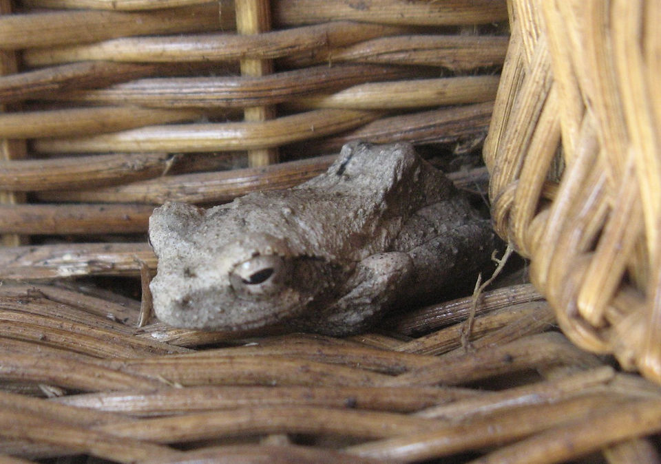 A Grey Foam Nest Frog resting in a basket.  They are frequently seen at Chishakwe Safaris, Save Valley Conservancy, South East Lowveld, Zimbabwe.