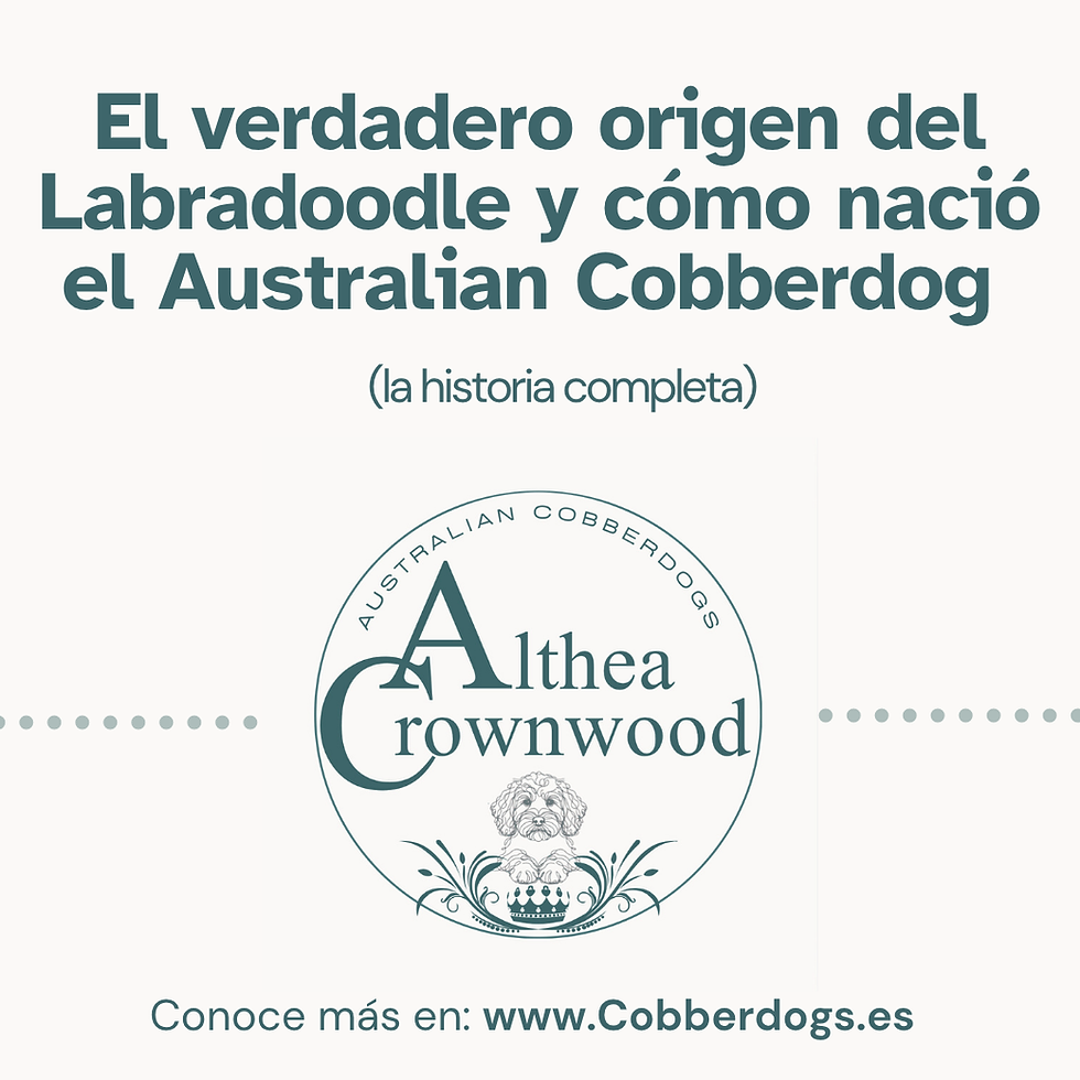 El verdadero origen del Labradoodle y el nacimiento del Australian Cobberdog – historia completa por Althea Crownwood