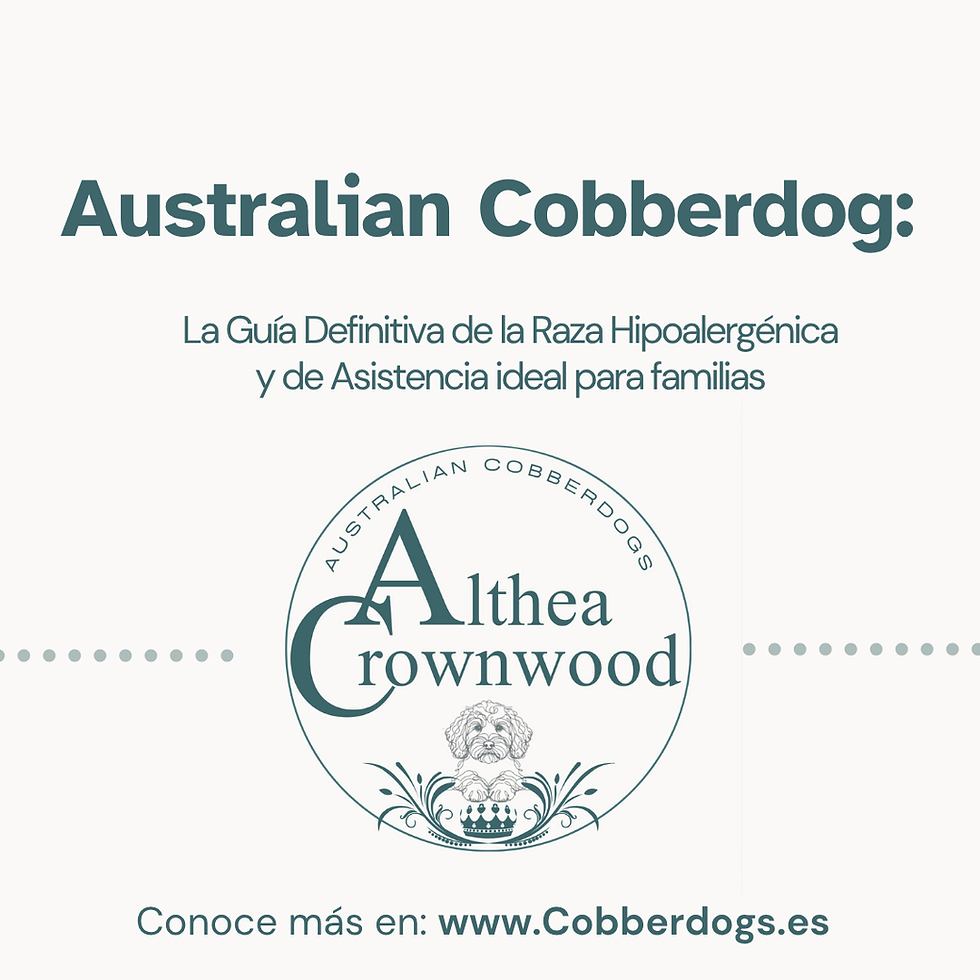Australian Cobberdog hipoalergénico raza pura MDBA, perro de asistencia y terapia, ideal familias en España, cría ética Althea Crownwood 2025.