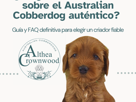 Australian Cobberdog auténtico de líneas australianas, imagen de portada de la guía para elegir un criador fiable en España