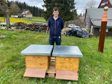 Die Bienen ziehen ein