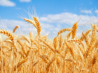 Emor. Why Count the Omer?