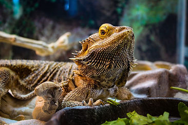 Bearded Dragon, Exotic Animal Sanctuary, Vero Beach