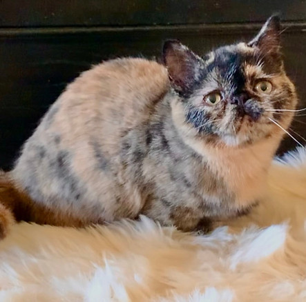 Munchkin Kittens Virginia | Minuet and Munchkin Kittens