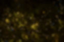Christmas Lights