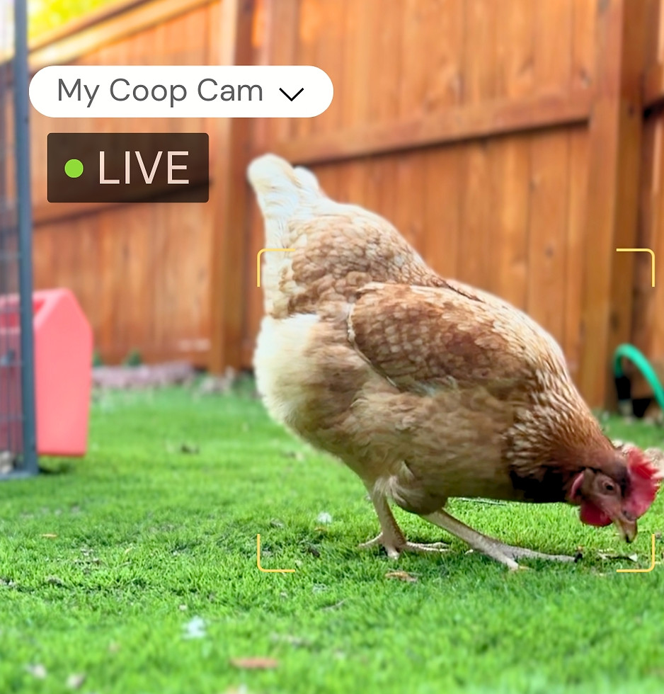 Copy of amazon kit  (1200 x 628 px)-5.jpg