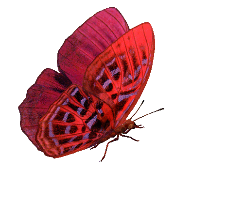 Red butterfly moving x.gif