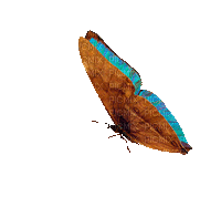 Greenish-brown butterfly moving.gif